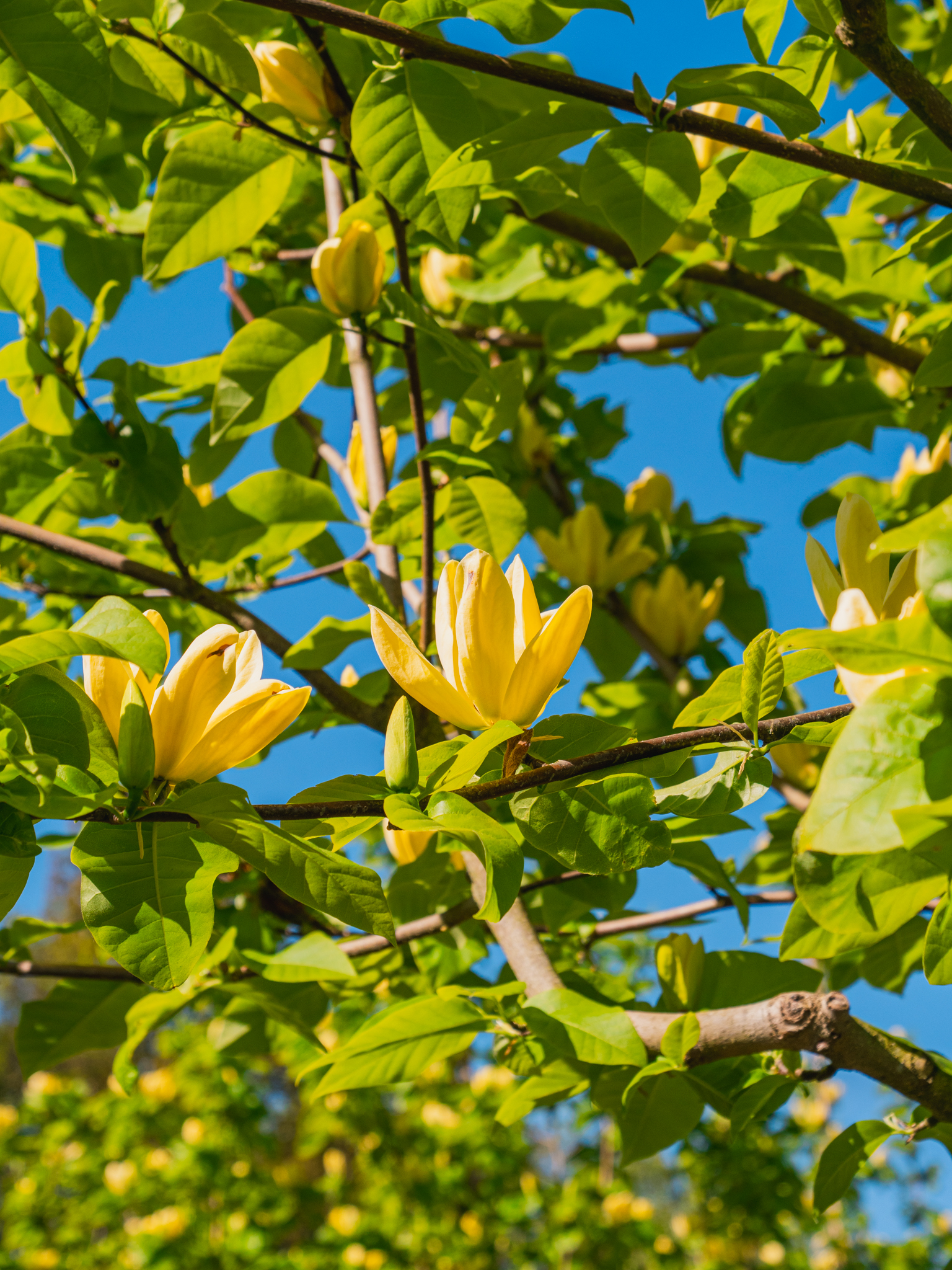 Magnolia ×brooklynensis 'Yellow Bird' | Magnolia ×brooklynensis